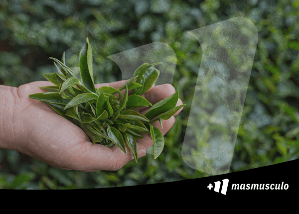 Lo que el Extracto de Té Verde puede hacer por tu salud: Catequinas y EGCG: