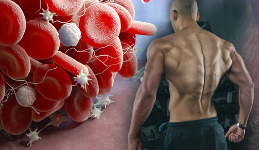 Analizando el poder anabólico de la ecdisterona